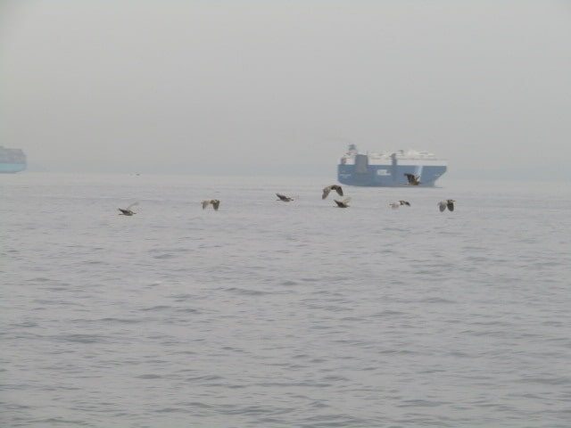 久里浜沖を通る船と鳥の群れ
