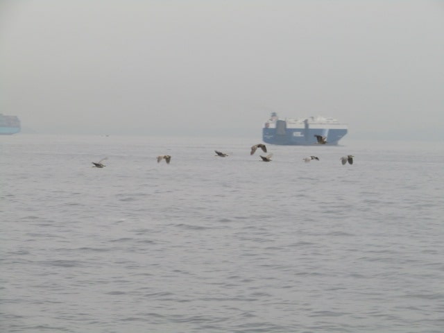 久里浜沖を通る船と鳥の群れ