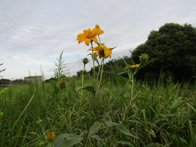 多摩川河川敷の花