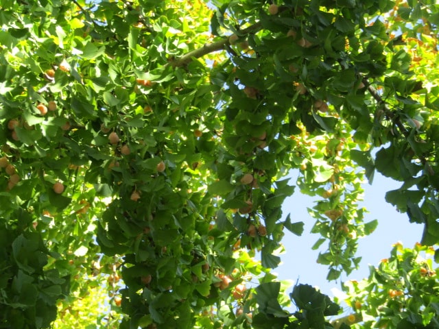 萩中公園のイチョウの木に実った銀杏