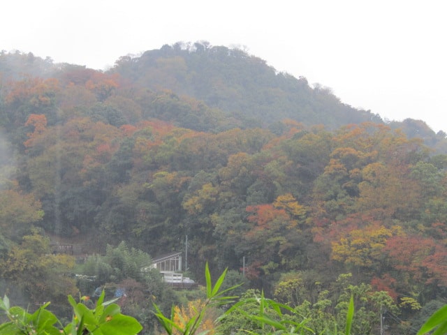 杉本寺から見た鎌倉の紅葉