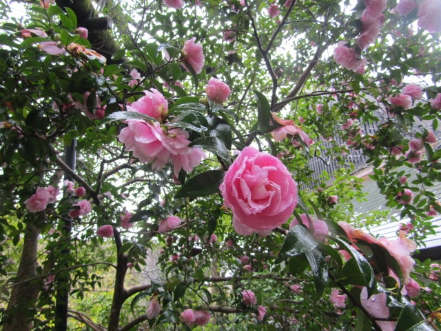 杉本寺の椿の花