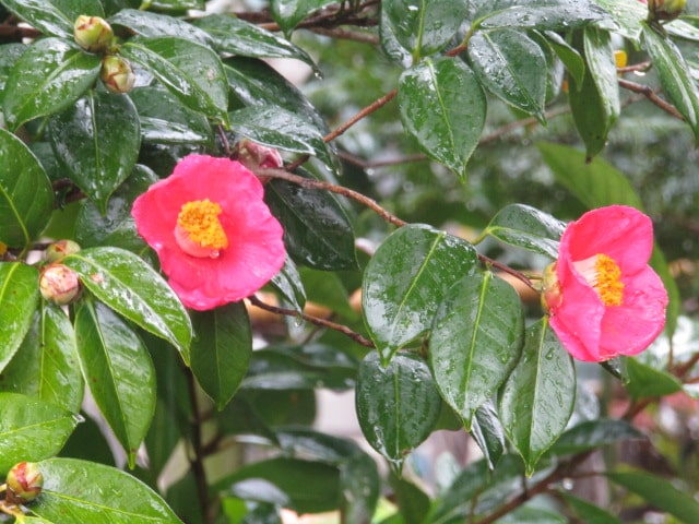 鎌倉の雨に濡れる椿の花