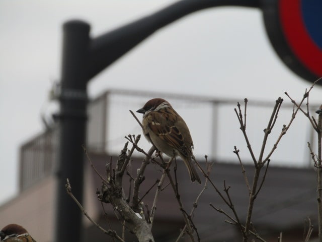 萩中公園の冬の雀