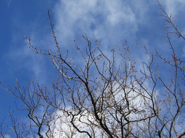 萩中公園の梅の木