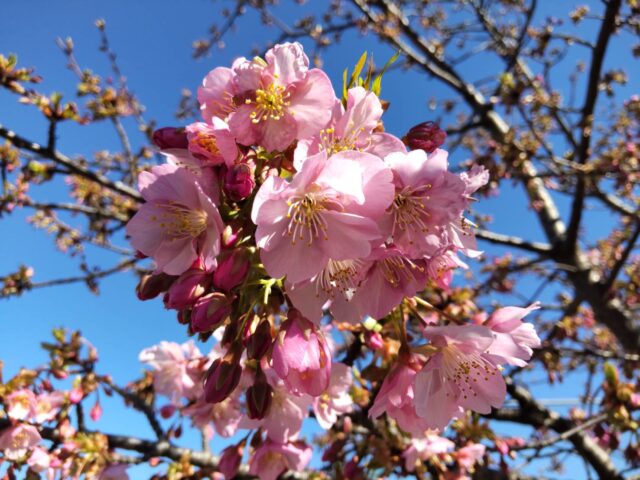 萩中公園の河津桜