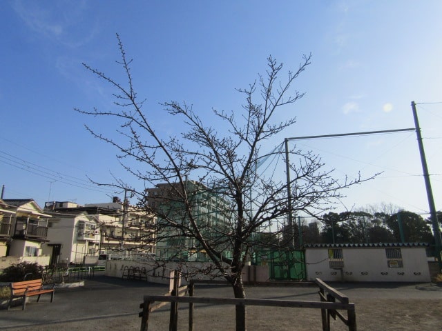 萩中公園の野球場の前の河津桜