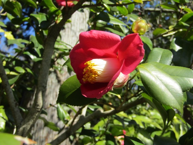 杉本寺の椿の花