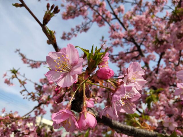 萩中公園の少年野球場の河津桜