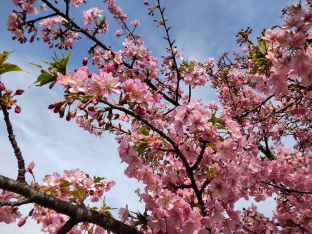 萩中公園の少年野球場の河津桜