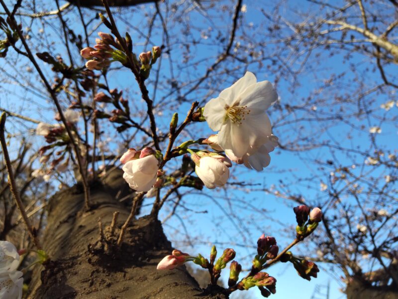 水神公園の桜