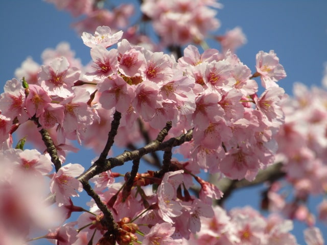 萩中公園の早咲きの桜