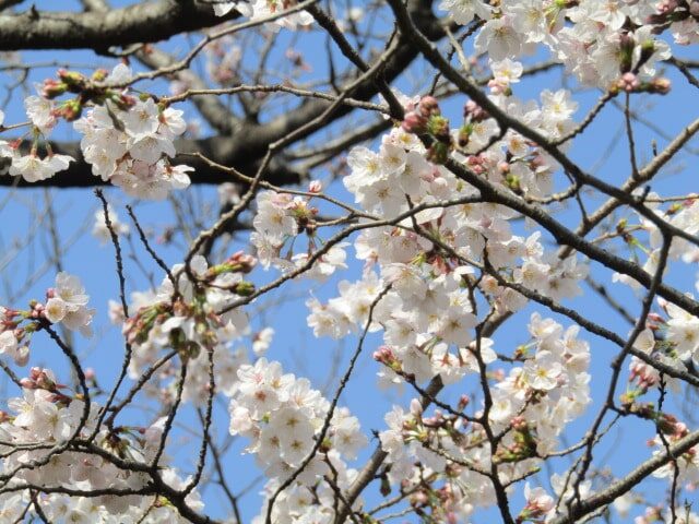 水神公園の桜