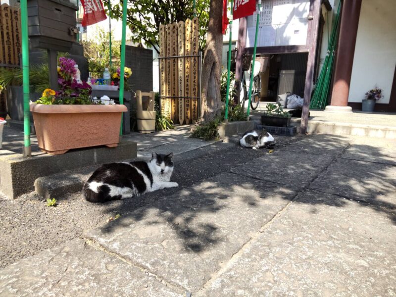 南蒲田のお寺の猫