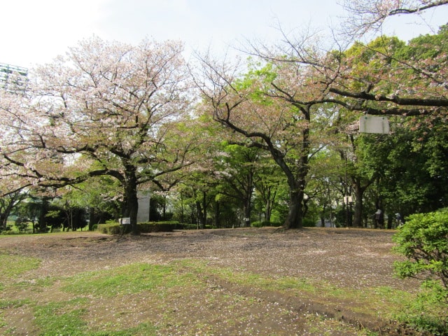 萩中公園の桜の広場