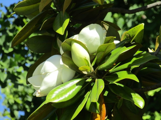 萩中公園の泰山木の花