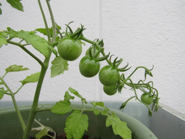 固定種のミニトマトの苗
