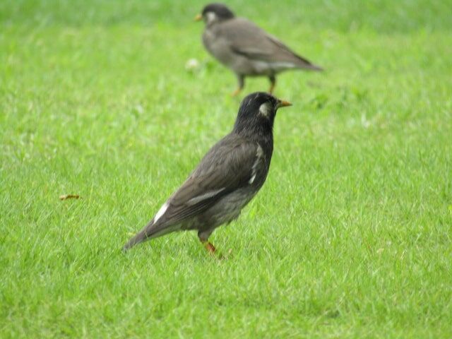 萩中公園のムクドリ