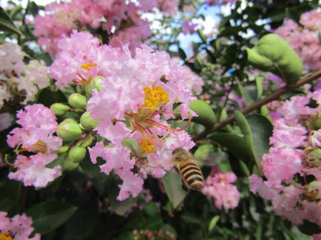 サルスベリの花の蜜を吸うミツバチ