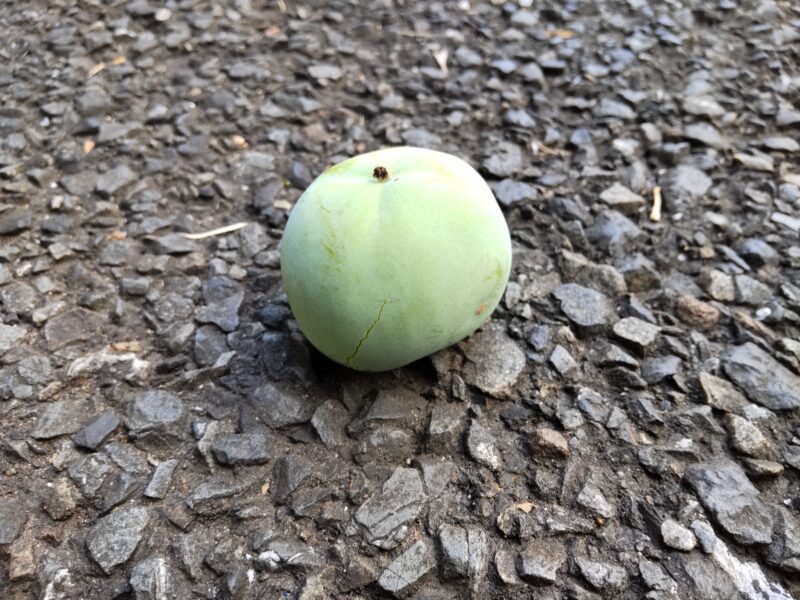 路上の柿