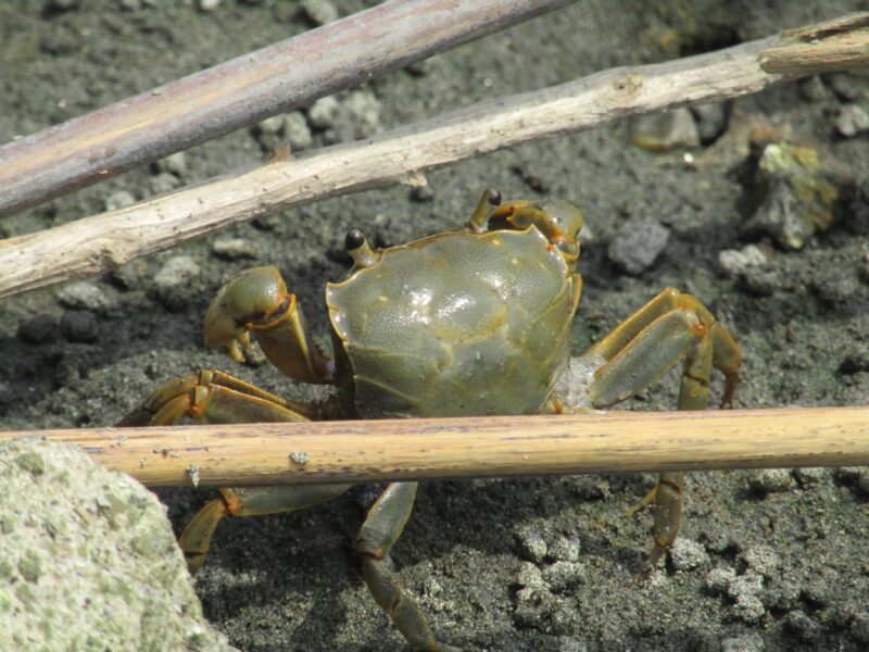 多摩川の干潟の蟹