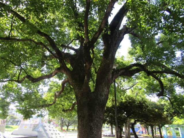 萩中公園の木
