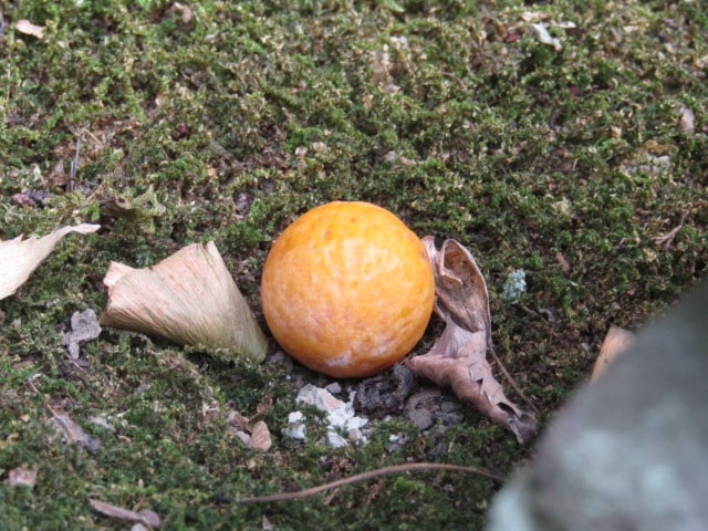 杉本寺の苔の上の銀杏