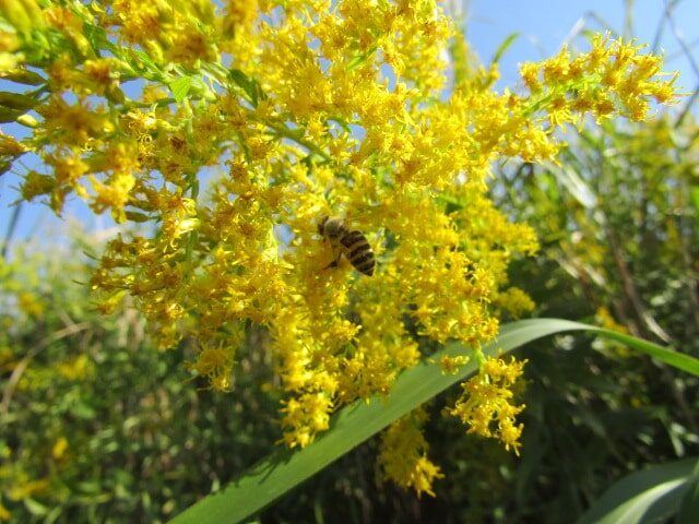 多摩川河川敷のセイタカアワダチソウの蜜を集めるミツバチ