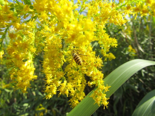 多摩川河川敷のセイタカアワダチソウのミツバチ