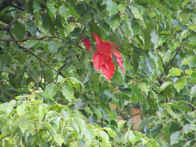萩中公園の紅葉した葉っぱ