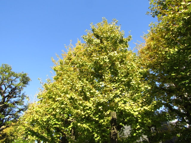 萩中公園のイチョウの木