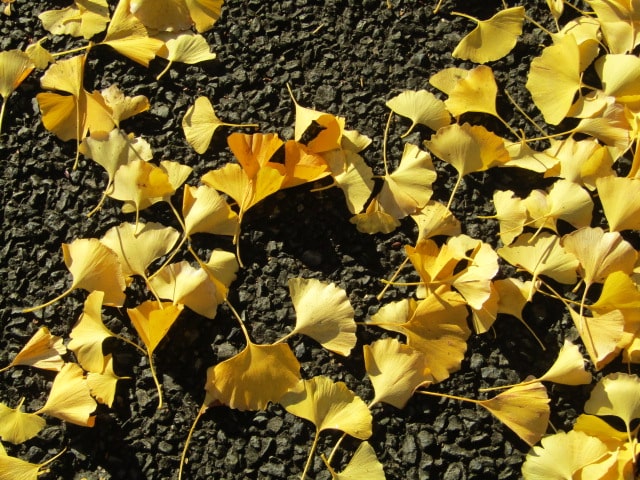 萩中公園のイチョウの葉