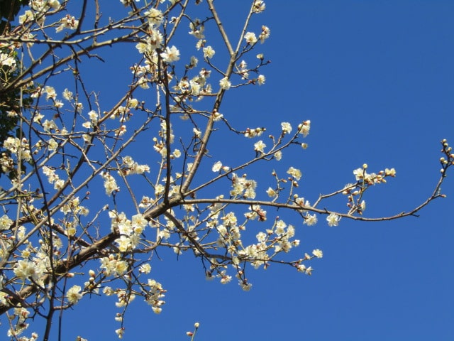 萩中公園の梅の花