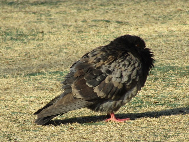 萩中公園の鳩