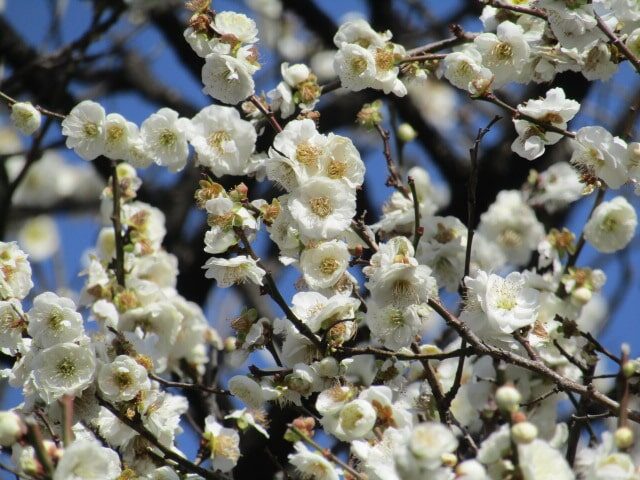 北野神社の梅の花