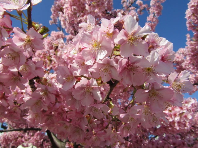 萩中公園の河津桜