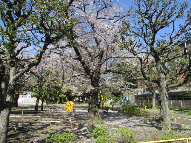 萩中公園の桜の木