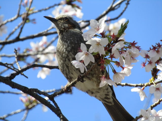 萩中公園の桜とヒヨドリ