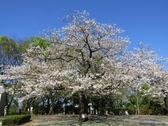 萩中公園の桜