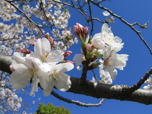 萩中公園の桜