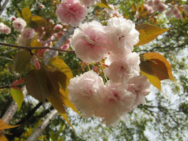 三徳稲荷神社の八重桜
