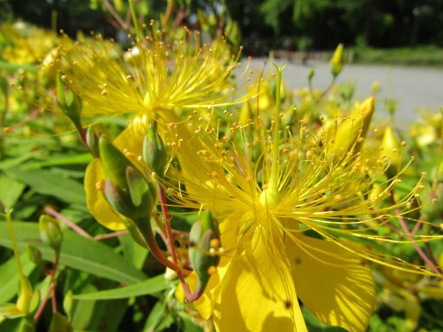 美容柳の花