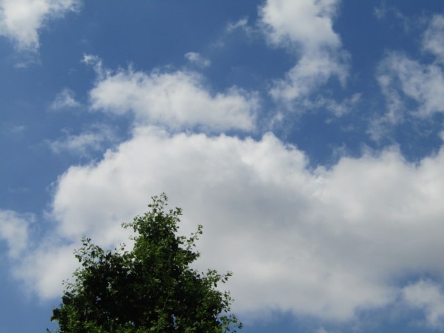 萩中公園の木と雲