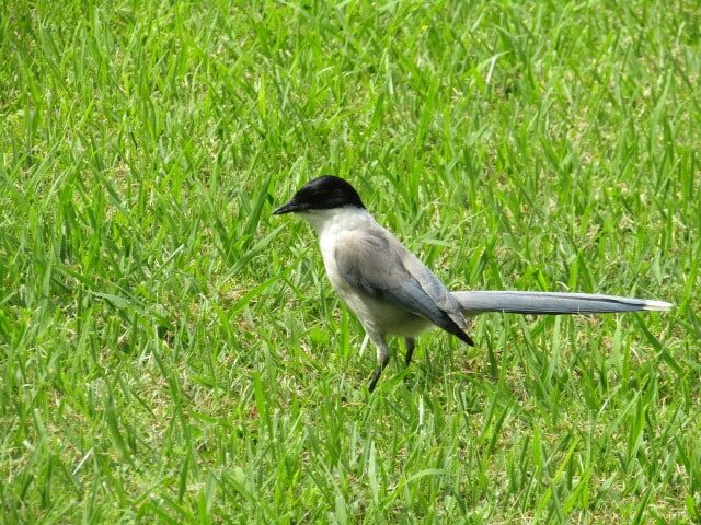 萩中公園のオナガ