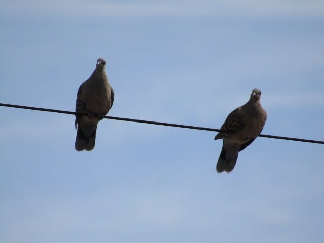 電線にとまる鳩