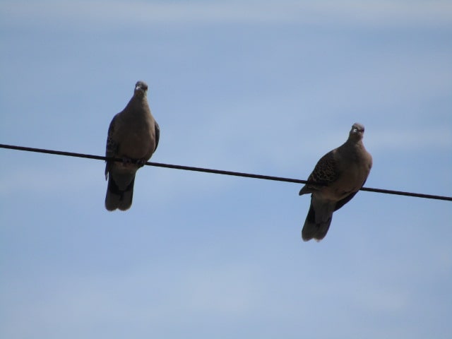 電線にとまる鳩