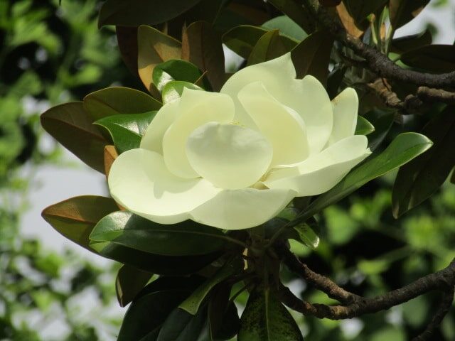 萩中公園の泰山木の花