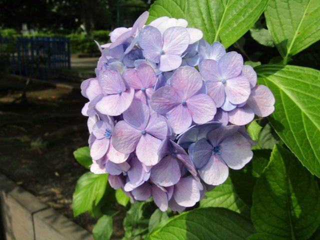 萩中公園のあじさい