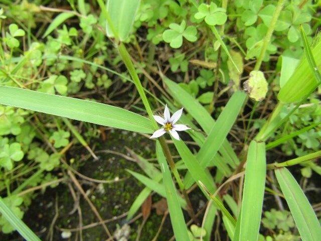 萩中公園の雪花庭石菖