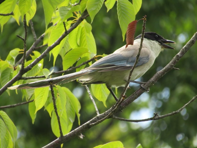 萩中公園のオナガ